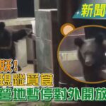 巴豆妖! 黑熊現蹤覓食 向陽營地暫停對外開放｜TVBS新聞 @TVBSNEWS01