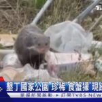 垃圾堆地上! 保育類「食蟹獴」啃垃圾 清潔隊急撤子母車｜TVBS新聞@TVBSNEWS01