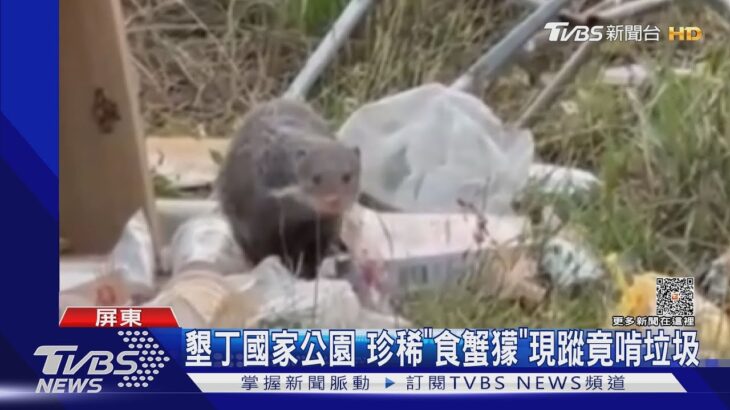 垃圾堆地上! 保育類「食蟹獴」啃垃圾 清潔隊急撤子母車｜TVBS新聞@TVBSNEWS01