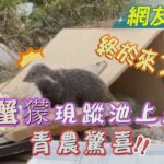 終於來了～食蟹獴現蹤池上農田 青農驚喜｜TVBS新聞@TVBSNEWS01