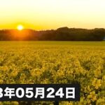 【 食生活 VLOG 】夕日に輝く黄金の菜の花は安平町の宝だと思いました！！！この時期にしか見れな絶景を観に来てほしい！ ｜アラフィフ・ダイエット