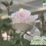 Watch Report 「ROSE LABO(株)」（埼玉ビジネスウオッチ2023年5月6日放送分）