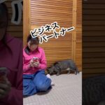 ビジネスパートナーデス‼️ #保護猫動画 #猫 #保護猫達の日常