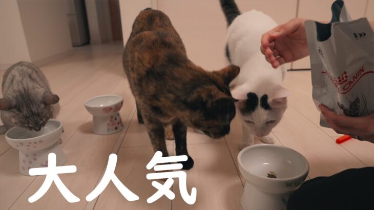 ハムの膀胱炎の療養食に他の猫が群がるようになりました