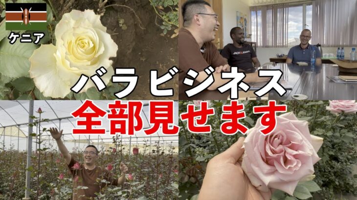 【完全公開】ケニアのバラ輸入ビジネスの一部始終をお見せします！生花ビジネスとケニアのバラ農園のリアルをお届けします