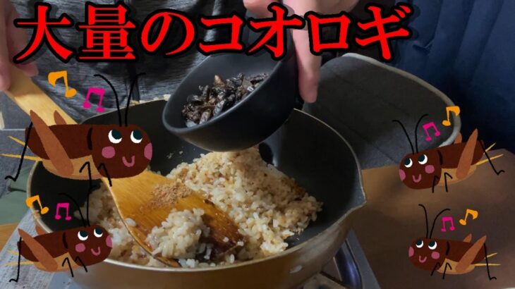 大量に余ったコオロギを焼き飯にして完食を目指してみた結果