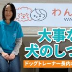 地域活性化起業人（の助手）、ドッグトレーナーにチャレンジする