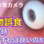 こんなものまで？！誤食した時の対処法と動物病院での実際の処置風景【犬猫の誤食】