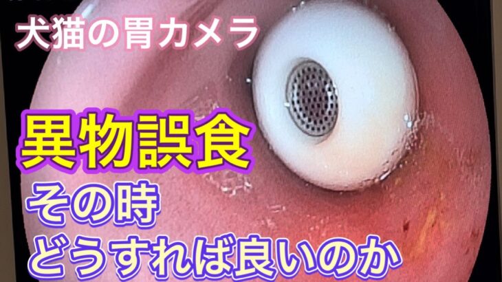 こんなものまで？！誤食した時の対処法と動物病院での実際の処置風景【犬猫の誤食】