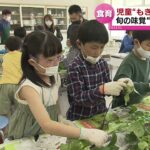 【ブランド枝豆】小学校で食育授業「弥彦むすめ」の“もぎ体験”に挑戦　《新潟》