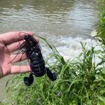 水路にある流れ込みにカエルぶち込んだらひたすら食われました