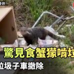 獨家》墾丁國家公園驚見食蟹獴啃垃圾 公部門垃圾子車撤除（民眾提供）