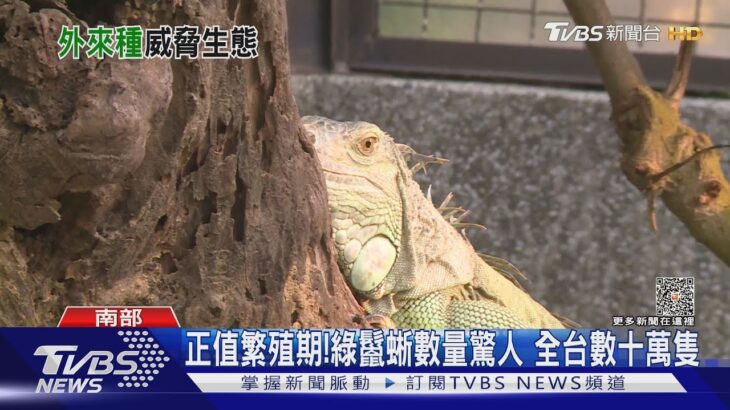 1晚抓400隻! 綠鬣蜥與鴨搶食 特製鐵籠誘｜TVBS新聞 @TVBSNEWS01