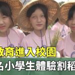 食米教育進入校園　近百名小學生體驗割稻樂趣｜華視新聞 20230602