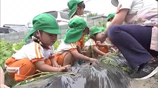 園児がサツマイモの苗植え体験　食の大切さを学ぶ　大分 (23/06/05 14:00)