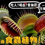 【從零開始養】食蟲植物(上)!6種可養開箱!消化液可以溶蝕生物?會吸人血?吃人嗎?會抽菸?大解密?捕蠅草!捕蟲槿!毛氈苔!狸藻!瓶子草!食蟲鳳梨!豬籠草!【許伯簡芝】