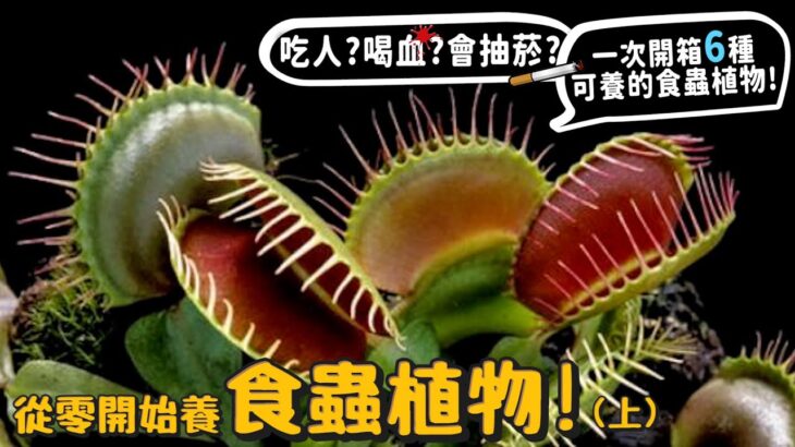 【從零開始養】食蟲植物(上)!6種可養開箱!消化液可以溶蝕生物?會吸人血?吃人嗎?會抽菸?大解密?捕蠅草!捕蟲槿!毛氈苔!狸藻!瓶子草!食蟲鳳梨!豬籠草!【許伯簡芝】