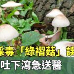 花蓮採毒「綠褶菇」誤食　6人上吐下瀉急送醫｜華視新聞 20230620