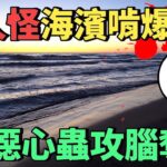 食人海怪是大王具足蟲親戚？蛞蝓襲腦奪命？曉菁主播JudyVlog