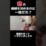 【ペットビジネスの闇】ショードッグとして生きてきた柴犬リオン#shorts #柴犬