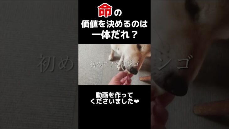 【ペットビジネスの闇】ショードッグとして生きてきた柴犬リオン#shorts #柴犬