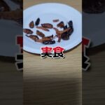 【注意】昆虫食べてみた【通過儀礼】#shorts #昆虫食 #sdgs