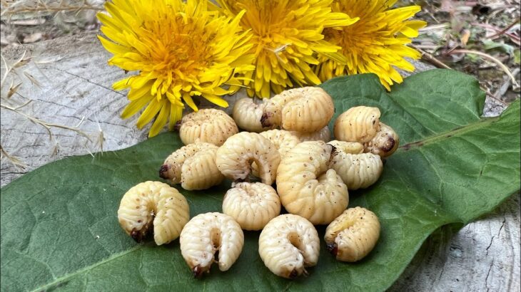 外来種の幼虫が美味すぎる件【昆虫食の革命】