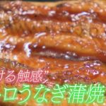 【大トロうなぎ蒲焼】熟練の技でトロける食感　鹿児島・鹿屋市【わが街ええもん物語】