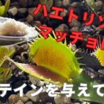 ［ハエトリソウをマッチョに！］食虫植物ハエトリソウにプロテインをあたえてみた与えてみた