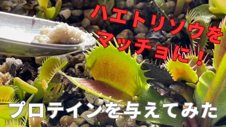 ［ハエトリソウをマッチョに！］食虫植物ハエトリソウにプロテインをあたえてみた与えてみた