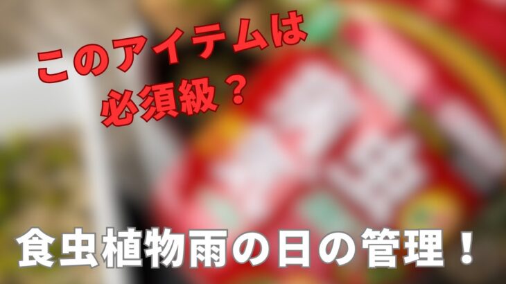 ［雨の日の植物はどうする？］食虫植物を外で育てるときは、取り込むべき？