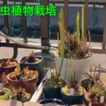 【食虫植物】屋外栽培での日当たりについて。