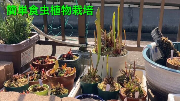 【食虫植物】屋外栽培での日当たりについて。