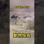 食草動物大反殺#動物世界 #神奇動物#動物世界