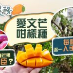 【調理農務🌾】愛文芒大揭秘🥭｜烏蠅是種芒果的最大功臣？愛文芒之父 當年種100棵竟死剩4棵？😳｜種出大紅芒果 全靠狠心篩選 只留一枝一果！｜為求外觀無瑕疵 幾十萬個芒果要逐一人手套紙袋？