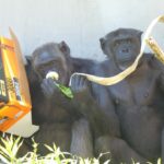 はまZOOの採食エンリッチメントはトップクラスになる（Foraging enrichment in Hama ZOO will be top-class.）　浜松市動物園　チンパンジー　202307