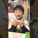 【カエルグミ】リアルな見た目でウマい！ハードな食感がたまらん #shorts #グミ #韓国 #ハリボー #カエル