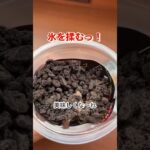 美味さイナズマ級！ブラックサンダーのザクザク食感がフラッペに#shorts