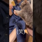 人間食に興味津々な短足猫がこちらです…#猫 #マンチカン #shorts