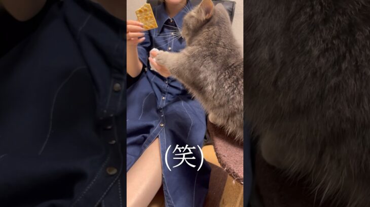 人間食に興味津々な短足猫がこちらです…#猫 #マンチカン #shorts