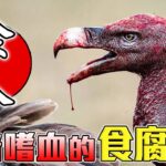 動物界陰暗嗜血的食腐怪 | 人類屍體也吃？| 因為懶惰捕食，所以愛吃腐肉！| 防止病毒擴散的關鍵角色