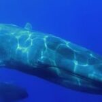 世界中から非難されるクジラの食文化 絶滅寸前の食文化について考えるドキュメンタリー映画『鯨のレストラン』予告編