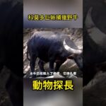 科莫多巨蜥的可怕獵食本領！捕獵野牛毫不費力#動物世界 #科莫多巨蜥#野牛