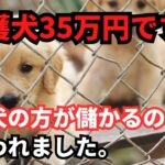 保護犬がビジネスになってる理由は、回転率がいいから？【ペット業界の裏側】