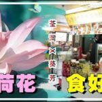 荃灣 x 葵芳 | 影荷花 x 食好西 | #城門谷公園 #荷花 # 葵涌廣場 | PJ Vlog | P.Ark Family | P仔樂園 (2023)