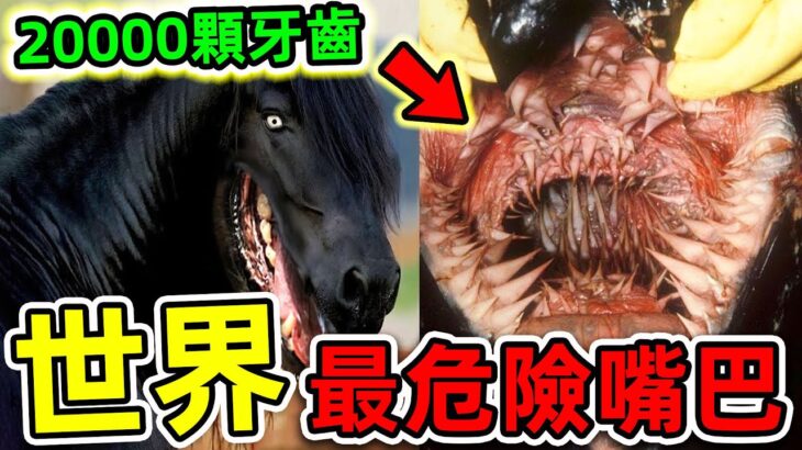 全世界最危险的10個動物嘴巴！食人魚只能排第六，第一名擁有20000顆牙齒，連鯊魚都能輕易撕碎！|#世界之最top #世界之最 #出類拔萃 #腦洞大開 #top10 #動物嘴巴 #最危險嘴巴