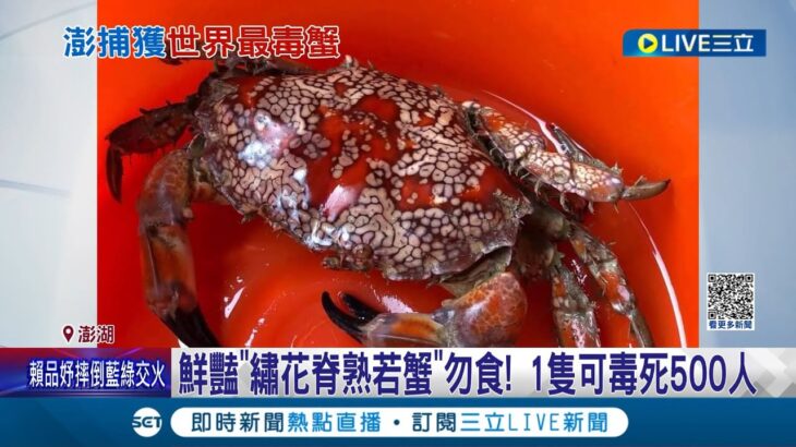 鮮豔”繡花脊熟若蟹”勿食! 1隻可毒死500人 網狀花紋.黑色螯要注意! 可能是”世界最毒蟹” ｜記者 翁婉瑜 林俊華 胡嘉珍｜【LIVE大現場】20230825｜三立新聞台