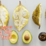 2分钟教你学会挑报恩水果！| How to pick the best and biggest fruit