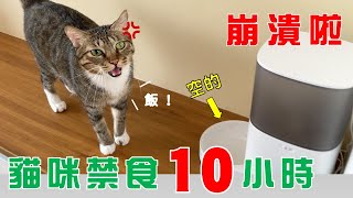 【豆漿 – SoybeanMilk】貓咪被禁食10小時，竟然用按摩拜託….