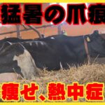 先週までの猛烈な暑さ　「食」を支える現場に爪痕　帯広市の牧場で牛痩せる　東川町では一部稲刈り始まる